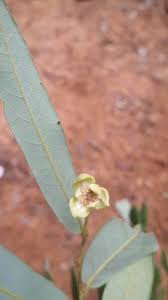 Image result for Monanthotaxis poggei