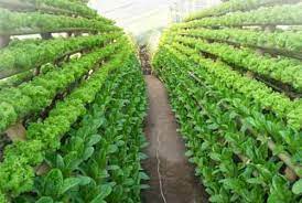 Cara ini banyak digunakan karena hemat tempat, lebih sehat, dan bergizi. Analisa Usaha Tanaman Hidroponik Rumahan Modalnya