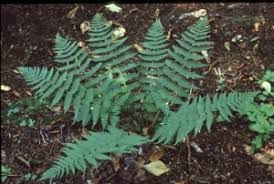Image result for Dryopteris