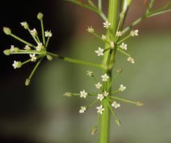 Image result for Apium leptophyllum