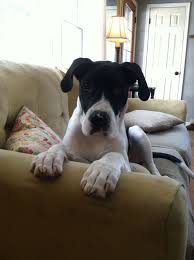 6 Month American Pitbull Terrier Black And White Waylon Cash Great Dane Pitbull Mix Almost 6 Months Old 59lbs My Baby Boy Dog Mixes Hybrid Dogs Doggy