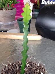 Image result for Monadenium crenatum