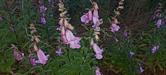 Image result for Anemia angolensis