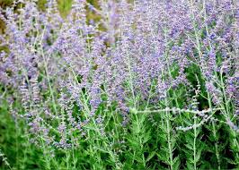 Image result for Perovskia atriplicifolia 'blue spire'