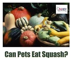 Is zucchini bad for cats. What Types Of Squash Are Safe For Pets Holistic Vet And Pet Nutrition Journal