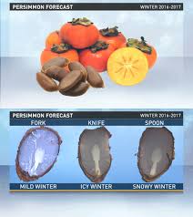 Pete Delkus On Twitter Viewers Are Seeing Spoons In Their Persimmon Seeds Will We See A Snowy Winter Cross Your Fingers Wfaaweather The american persimmon (or common persimmon) tree produces a delicious berry, yellowish red to pale orange in color. pete delkus on twitter viewers are