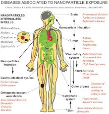 The following diagrams will show you a much more detailed overview of the location and functions of the major internal organs of the body. A Schematic Of The Human Body With Pathways Of Exposure To Download Scientific Diagram