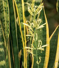 Peygamber kılıcı çiçeğim çiçek açtı , sansevieria, paşa kılıcı çiçeği, salon çiçeği, karbondioksit atıp. Kilic Cicegi Bakimi Ve Ozellikleri Evde Bakimi Nasil Yapilir Evim