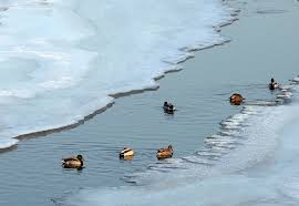 Below is a list of all of the overworld encounters you can only reach by surfing on the water. Wild Ducks Liven Up The Coldest Time In N China Cgtn