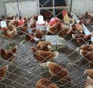 La crianza de Aves de traspatio permite avanzar hacia la ...