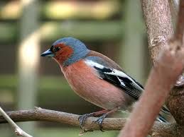 Check spelling or type a new query. Gaste In Einem Stadtgarten Nabu Bueckeburg