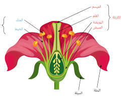 Image of زهرة النباتات الزهرية
