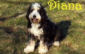 What your new puppy will come with. Mini Bernedoodle Puppies For Sale In Pa Whistle Hill Puppies