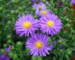 Aster flowers, створено за допомогою ШІ