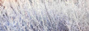 On recense ainsi chaque année à cette période un grand nombre de décès directement liés aux. Proteger Les Plantes Du Froid Et Du Gel En Hiver Promesse De Fleurs