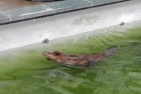 Videos Un Castor Dans Une Piscine A Romedenne