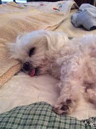 Sweet Lillygirl Maltese Dogs Maltipoo Dog Maltese Puppy