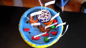 Animal and plant cell project idea foam is awesome to work with image information: Cell Project Youtube