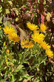 Image result for Xyris asterotricha