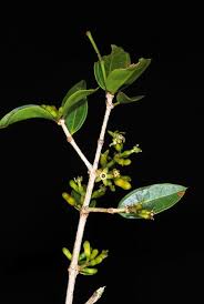 Image result for Strychnos pungens