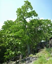 Image result for Hildegardia