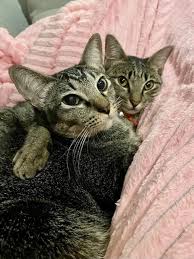Online sales, specials or promotions are not subject to substitution and rainchecks do not apply. Dogs Cats For Adoption And Sale In Malaysia Adopt Cute Puppies Kittens Or Foster Rescued Animals Petfinder My