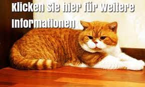 britisch kurzhaar zweifarbig britisch kurzhaar katze britisch kurzhaar britisch kurzhaar grau