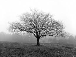 Beautiful Black And White Tree Pictures Beautiful Black And White Tree Black And White Tree White Tree Black And White Portraits