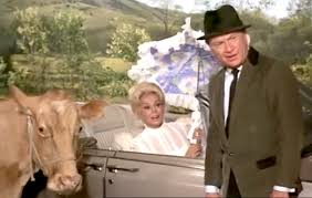 Image result for cow   green acres