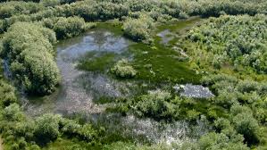 Jackson bottom is a 635 acre complex of wetlands and uplands. Jackson Bottom Wetlands Preserve Tree For All