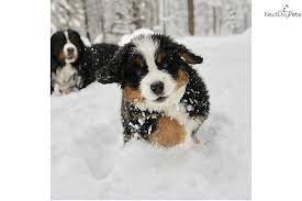 How did you hear of us? Bernese Mountain Dog Breeders Midwest Off 69 Www Usushimd Com