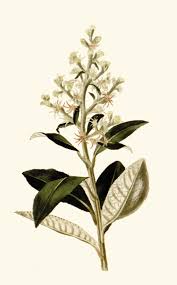 Image result for Tarchonanthus camphoratus