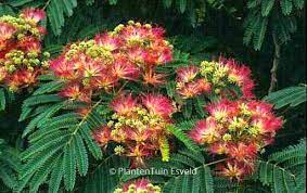 Albizia julibrissin 'summer chocolate' ® bij tuincentrum.be: Albizia Julibrissin Plantentuin Esveld
