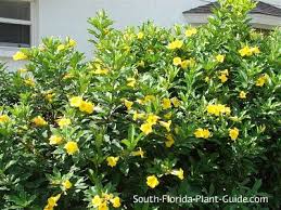 Pin On Florida Plants