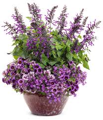 Image result for Lobelia uliginosa