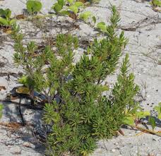 Image result for Suriana maritima