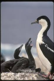 Leucocarbo Atriceps Bransfieldensis Antarctic Blue Eyed Cormorant Macquarie Island Australia Animals Australian Wildlife