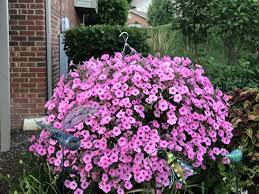 Bubblegum Super Vista Petunias Petunias Plants Garden
