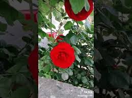 Ilahi Ask Atesi Yakiyor Youtube 2020 Ates Ask Dualar