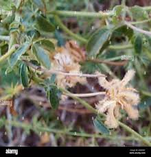 Image result for Dalechampia capensis