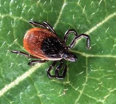 We know what to apply and where to apply it to. Tick Control Kaiser Tree Preservation Co