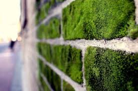 Moss Moss Graffiti Green Facade Landscape Design