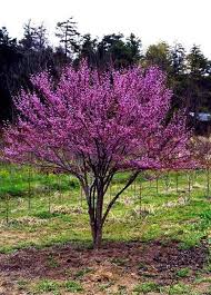 Very small ornamental trees zone 5. 7 Dwarf Trees Zone 5 Ideas Dwarf Trees Garden Trees Small Trees