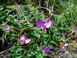 Image result for Polygala gazensis
