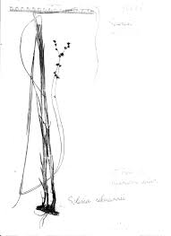 Image result for Scleria rehmannii