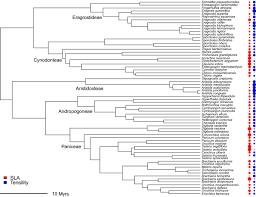 Image result for Aristida scabrivalvis