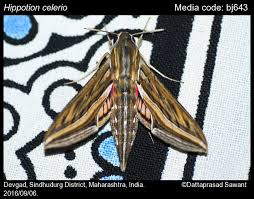 Image result for Hippotion celerio