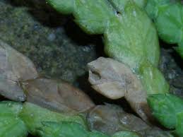 Image result for argyresthia thuiella thuja symptoms