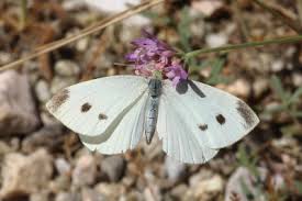 Image result for Pieris rapae