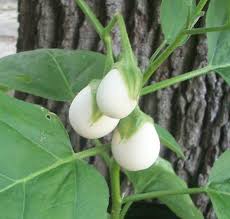 Since the eggs come in a wide range of sizes, you have several options. Ornamental Easter Egg Plant Solanum Melongena Ovigerum 25 Seeds Unusual Plants Plants Large Flower Pots